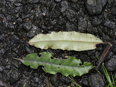 Quintinia serrata