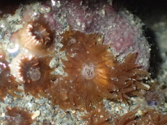 Polycyathus chaishanensis