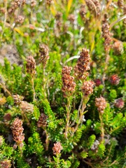 Erica spiculifolia
