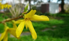 Forsythia
