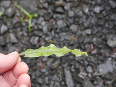 Quintinia serrata