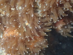 Polycyathus chaishanensis