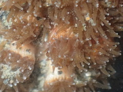 Polycyathus chaishanensis