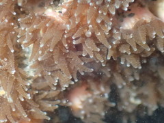 Polycyathus chaishanensis