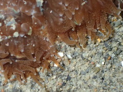 Polycyathus chaishanensis