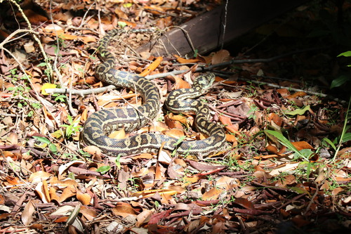 Coastal Carpet Python sighting