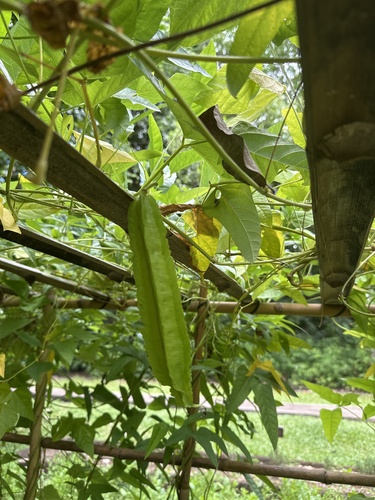 Foto de Feijão-borboleta