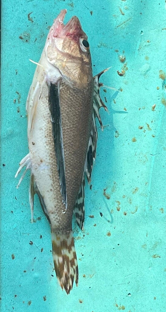 Bearded waspfish (Apistus carinatus) — Apistidae