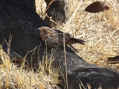 Caprimulgus longipennis