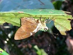 Astraptes
