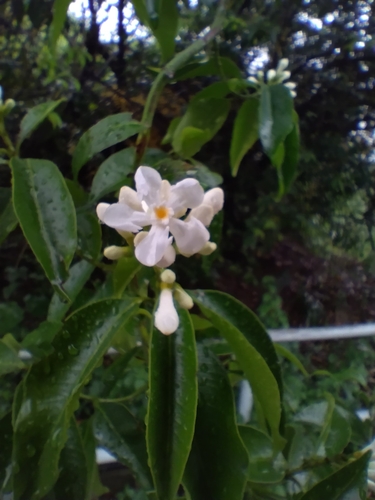 Melodinus cochinchinensis, photograph 2