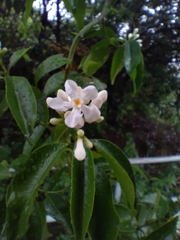 Melodinus cochinchinensis, photograph author not stated, no rights reserved
