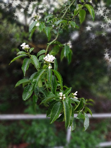 Melodinus cochinchinensis, photograph 1