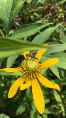 Coelioxys modestus