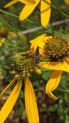 Coelioxys modestus