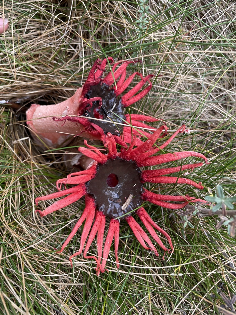 Aseroe rubra · May 2025 · photo: © rosawoodsii (iNaturalist, cc-by)