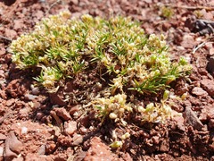 Scleranthus perennis