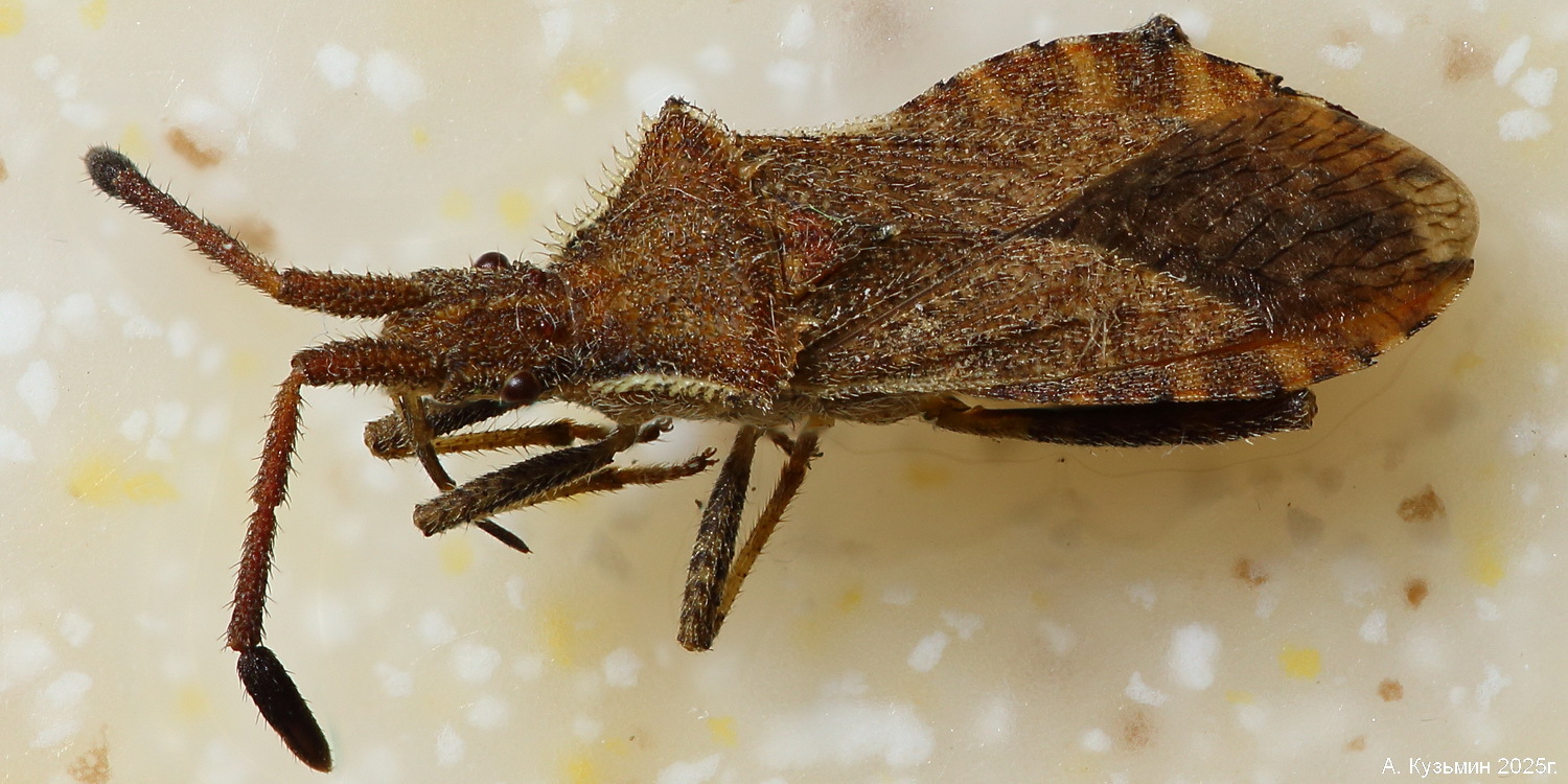 Краевик Coriomeris denticulatus