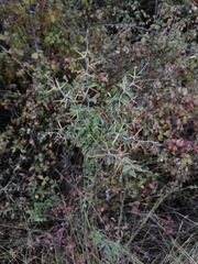 Berberis chilensis
