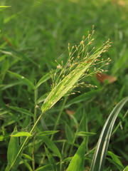 Cyrtococcum patens, photograph (c) chiuluan, some rights reserved (CC BY)