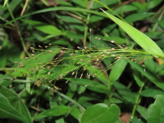 Cyrtococcum patens, photograph (c) chiuluan, some rights reserved (CC BY)
