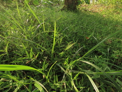 Cyrtococcum patens, photograph (c) chiuluan, some rights reserved (CC BY)