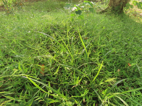 Cyrtococcum patens, photograph 6