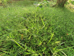 Cyrtococcum patens, photograph (c) chiuluan, some rights reserved (CC BY)