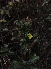 Berberis chilensis