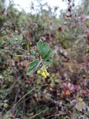 Berberis chilensis