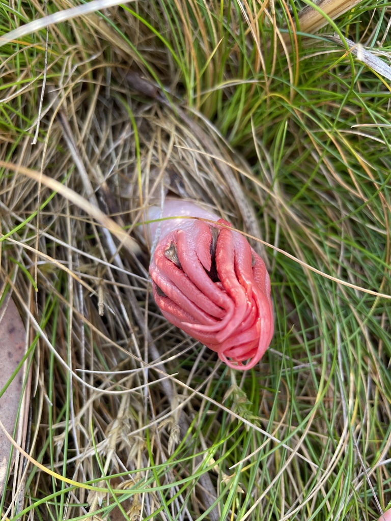 Aseroe rubra · May 2025 · photo: © rosawoodsii (iNaturalist, cc-by)