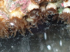 Polycyathus chaishanensis