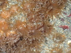 Polycyathus chaishanensis