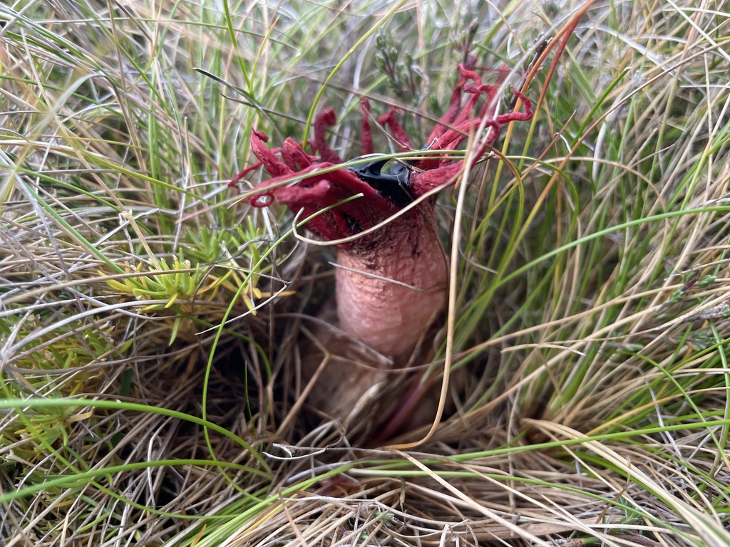Aseroe rubra · May 2025 · photo: © rosawoodsii (iNaturalist, cc-by)