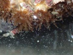 Polycyathus chaishanensis