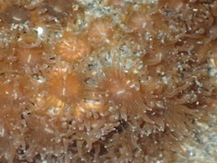 Polycyathus chaishanensis