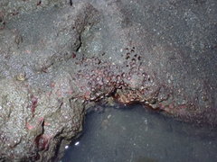 Polycyathus chaishanensis