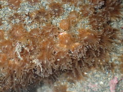 Polycyathus chaishanensis