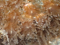 Polycyathus chaishanensis