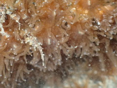 Polycyathus chaishanensis