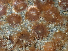 Polycyathus chaishanensis