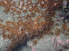 Polycyathus chaishanensis