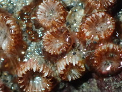 Polycyathus chaishanensis