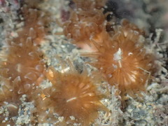 Polycyathus chaishanensis