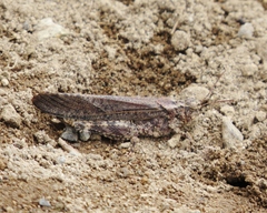 Circotettix undulatus