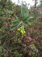 Berberis chilensis