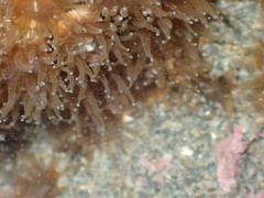 Polycyathus chaishanensis