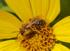 Andrena helianthi
