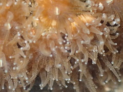 Polycyathus chaishanensis