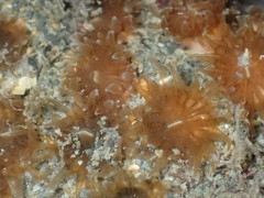 Polycyathus chaishanensis